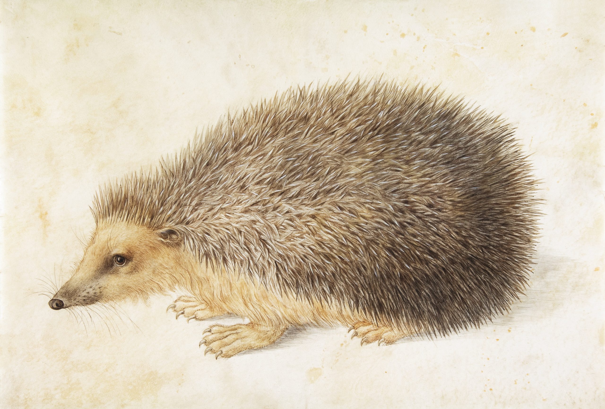 A Hedgehog